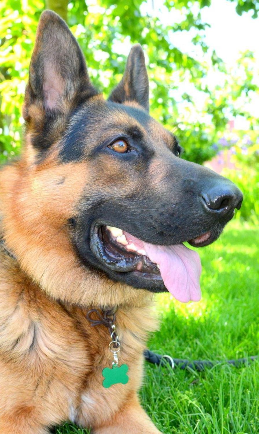 Blaszka dla pupila kość 3,7 cm z miejscem na grawer Kość green L. Blaszka w formie adresówki, identyfikatora dla psa. Blaszka z miejscem na grawer. Na adresówce możemy wygrawerować np. imię psa i nr telefonu do właściciela..jpg